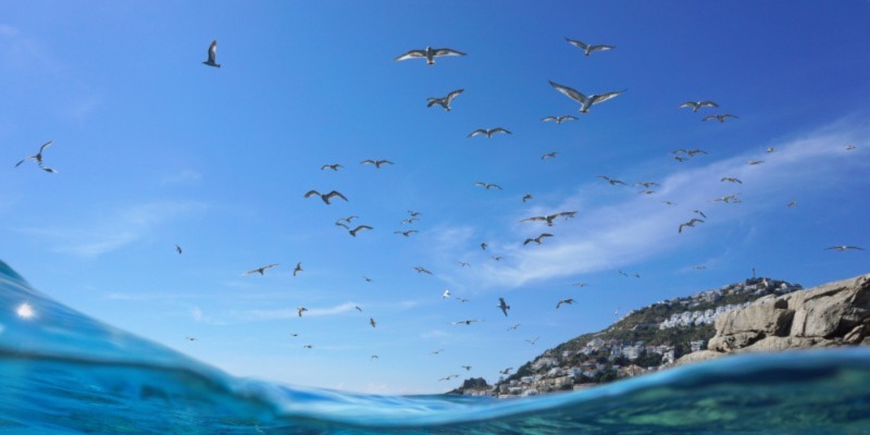 Ocean plastic blackspots most likely to threaten seabirds identified 