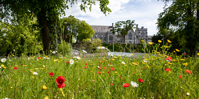 UCC Ranked as One of the Most ‘Sustainable Universities’ in the World 