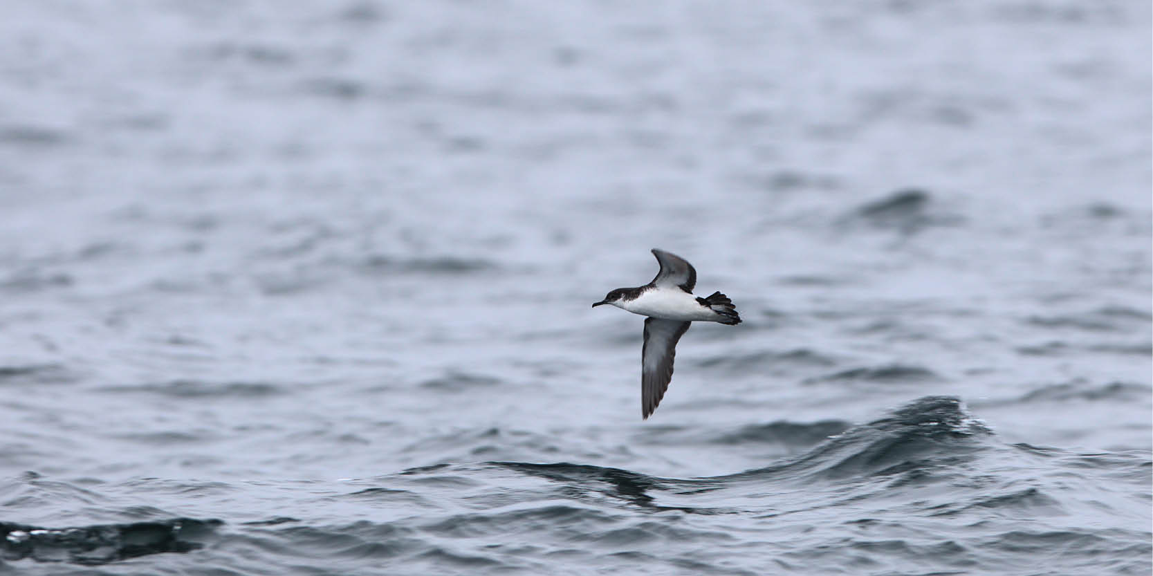 Study reveals that just a tiny amount of oil damages seabirds’ feathers