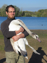 Anthony Caravaggi with a swan