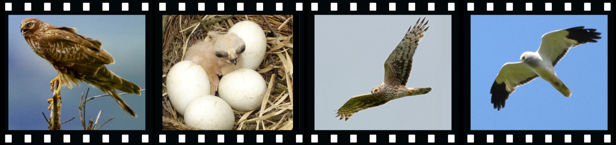Film strip of photos of hen harriers, depicting a male bird in flight, a female bird in flight, a female bird perched and a nest containing chicks and eggs