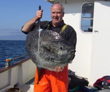 Giant sunfish satellite tagged for first time in Irish & UK waters
