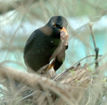 Climate Changes hits UCC campus as Blackbird eggs hatch