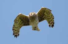 Vulnerability of birds of prey revealed at Ornithological Research Conference