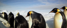 A still image from a video of National Geographic photographer Paul Nicklen (whose photographs accompany this month's article) capturing emperor penguin ascents in Antarctica. 
