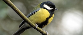 The great tit.