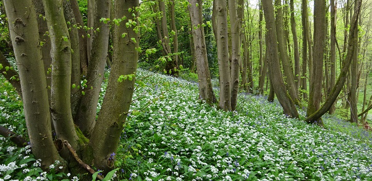 Historic records inform perspectives on woodland uses 