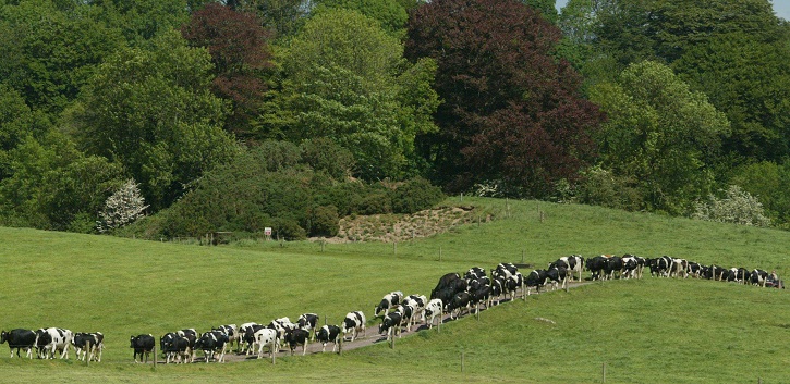 Green pastures deliver superior dairy 