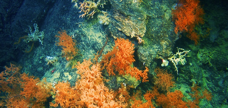 Discovery of new habitat for corals in the Porcupine Bank Canyon