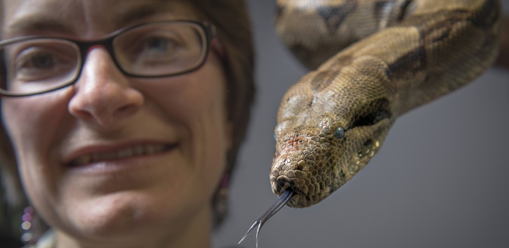 Fossilised snake shows its true colours