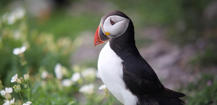 World’s most endangered seabirds are unprotected in Irish waters