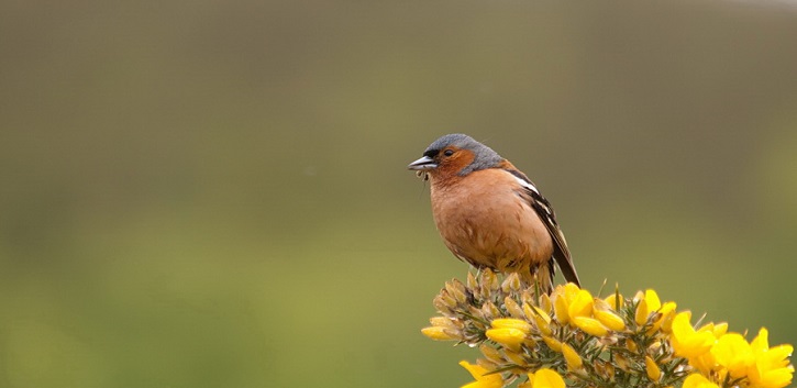 UCC research: 10% reduction in birds near wind turbines