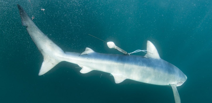 UCC researchers Luke Harman and Dr Tom Doyle contributed track data from blue sharks tagged in Irish waters.

