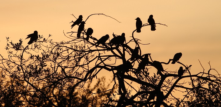 Mob mentality rules jackdaw flocks