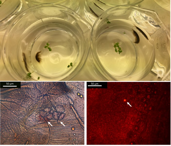 UCC researchers make concerning discovery about micro plastics