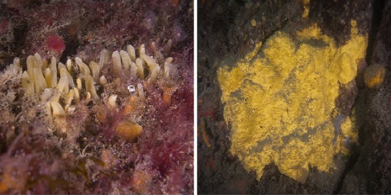 Alarming decline of marine sponges in Cork lake shows improvement

