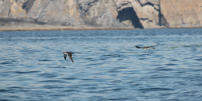 Manx Shearwater. Image credit: Jamie Darby 

