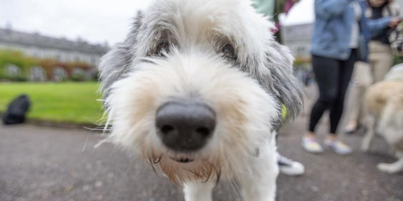 Polly, a trained service dog from My Canine Companion, at the launch of the PAWS @ UCC programme. Image: UCC