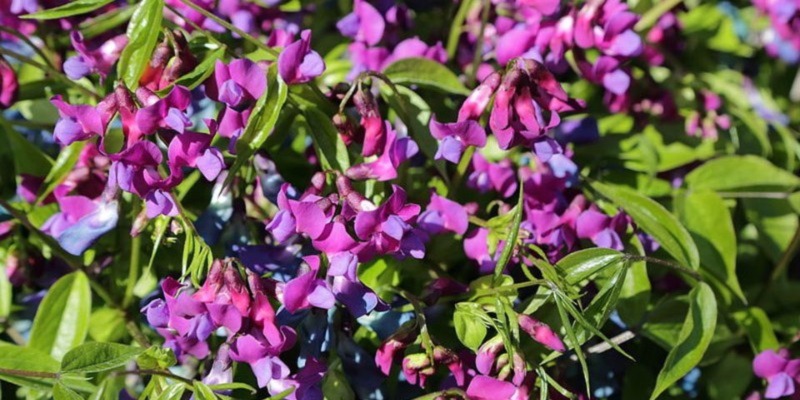 Research reveals impact of climate change on Ireland’s flora and fauna 