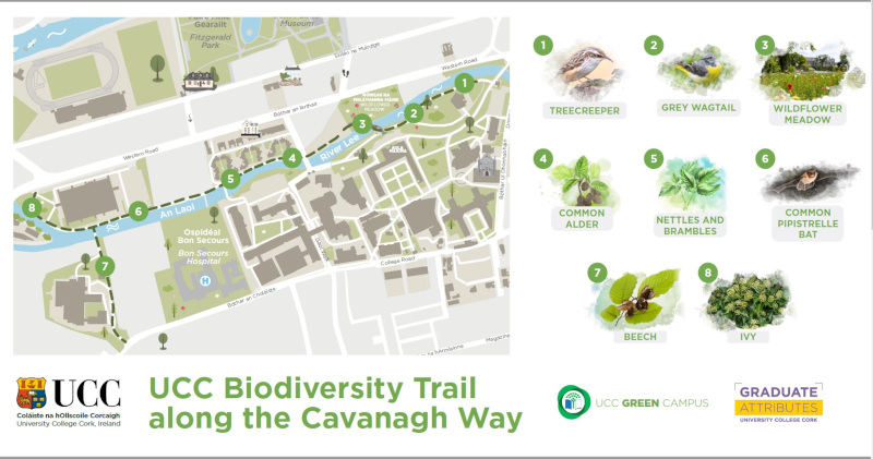 A map of a riverside walk in UCC, with eight illustrations of the birds and wildlife that can be encountered. They are the treecreeper, grey wagtail, wildflower meadow, the common alder, nettles and brambles, the common pipistrelle bat, beech, and ivy.