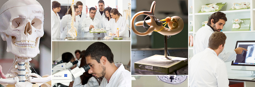 Undergraduate Anatomy at UCC