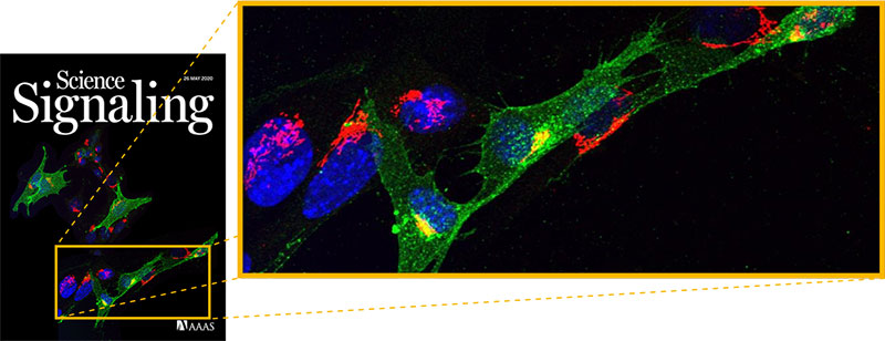 Growth Factor Receptor at Golgi