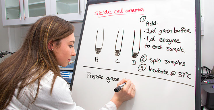 Fourth Year BSc in Biochemistry student, Marie Forde, preparing notes on whiteboard for the DNA workshop
