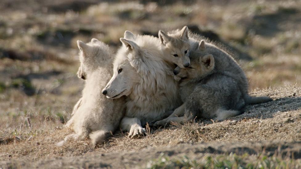 White Wolves