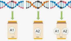 Milk Protein Genotype MiST UCC