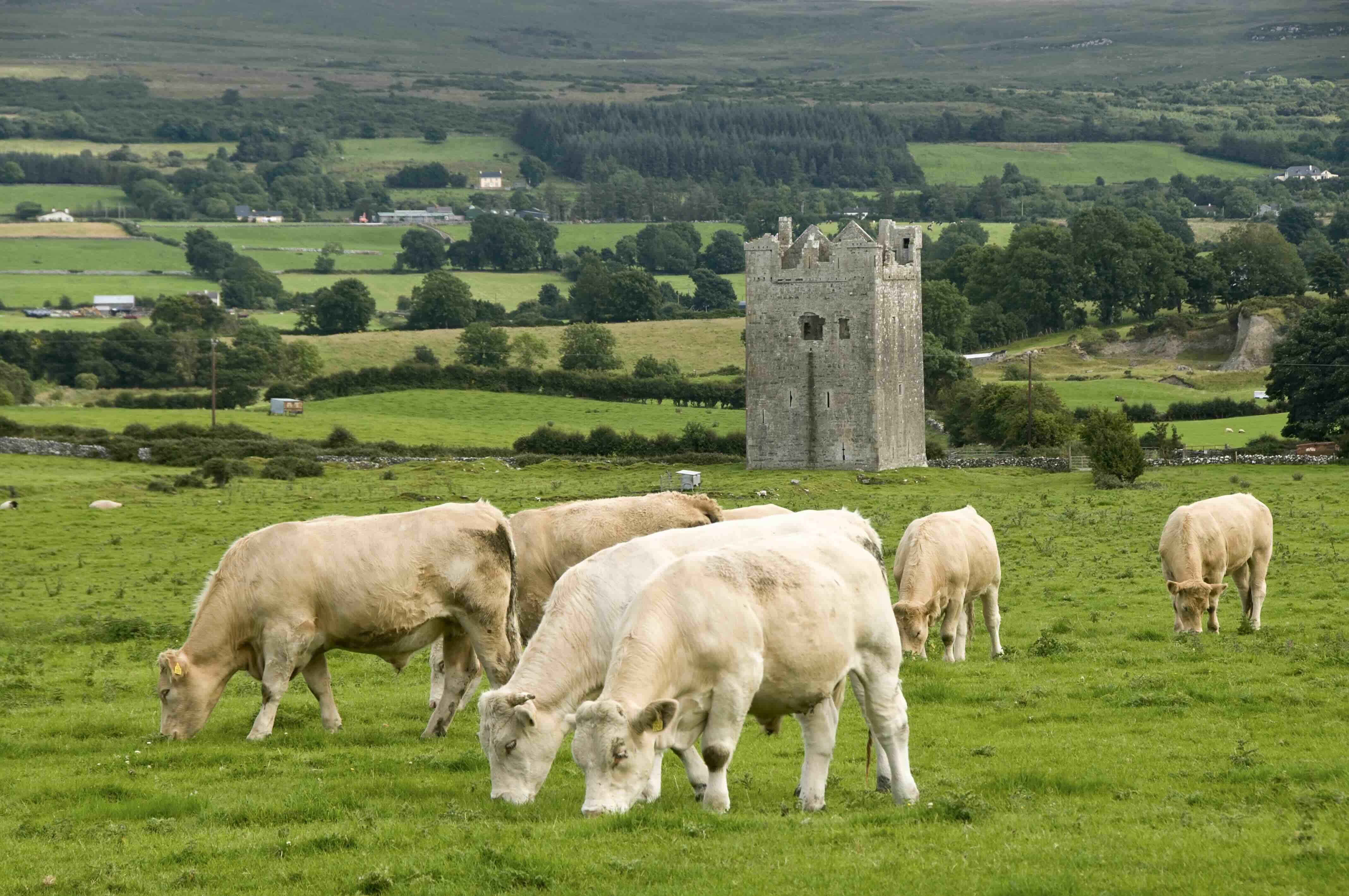 Irish countryside with green yellow fields cover and gentle hills.