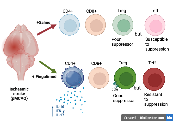 Fingolimod’s double-edged sword effects on T cell regulation in brain ischaemia may explain inconsistent improvement in experimental stroke studies.