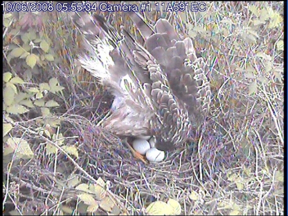 Hen Harrier nest at 0555hrs on June 10th 2008