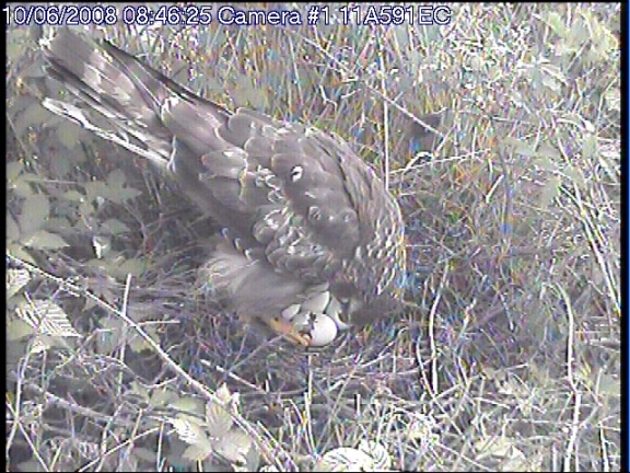 Hen Harrier nest at 0846hrs on June 10th 2008