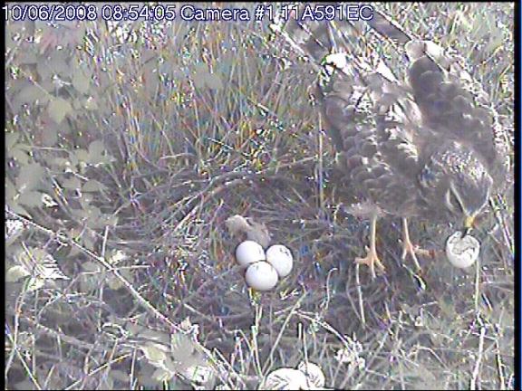 Hen Harrier nest at 0854hrs on June 10th 2008