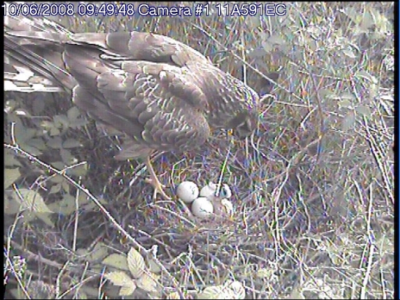 Hen Harrier nest at 0949hrs on June 10th 2008