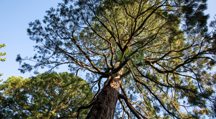 UCC Arboretum gets major funding for Tree Explorers