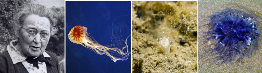 Maude Delap, an Irish marine biologist who was the first person to observe and describe the full life cycle of jellyfish