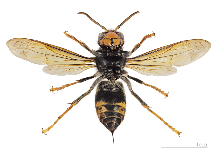 UCC-led project to investigate impact of Asian hornet on ecosystem