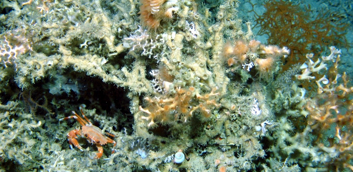 Discovery of new habitat for corals in the Porcupine Bank Canyon