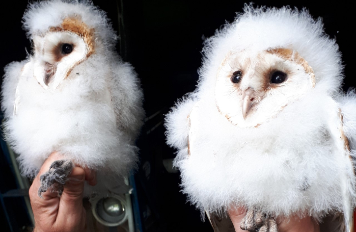 Barn Owls given a helping hand thanks to BirdWatch Ireland nest box project