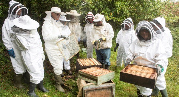 There's a buzz with the success of a new beekeeping co-operative