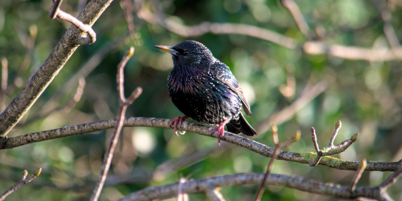 A common starling observed in the Irish countryside. Credit: Ramiro Crego