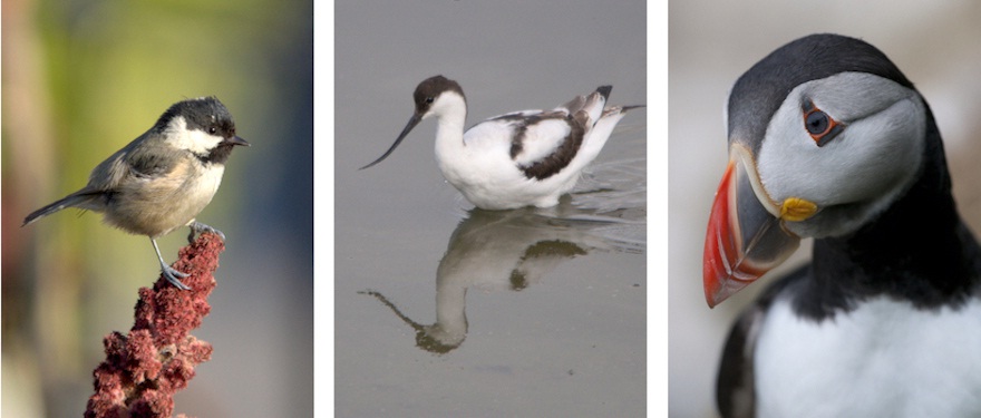 Irish Ornithological Research Conference