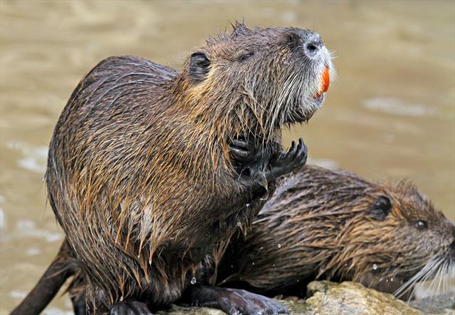 Coypu in the River Lee