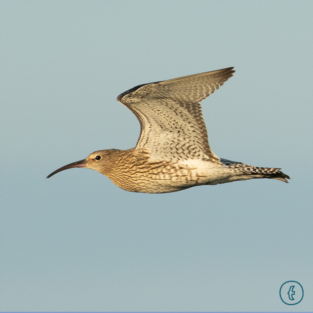 World Curlew Day 2021