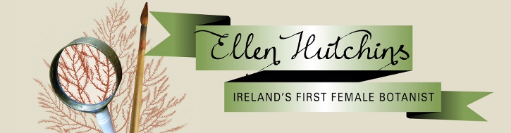 Ellen Hutchins Festival