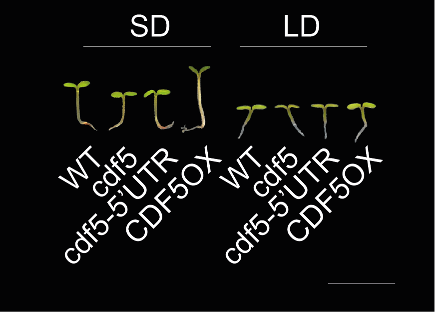 New Research: Regulation of hypocotyl growth under different photoperiods