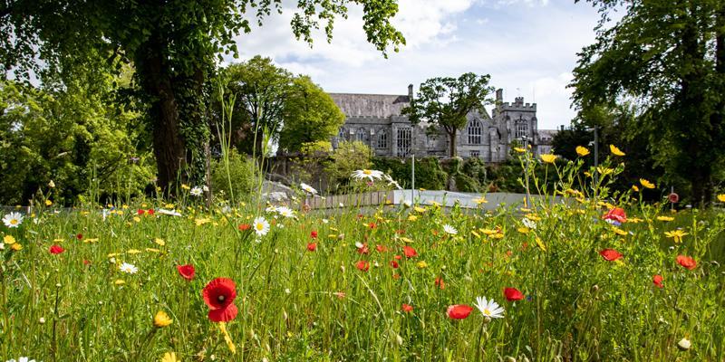 Two BEES Projects receive SFI Discover Funding
