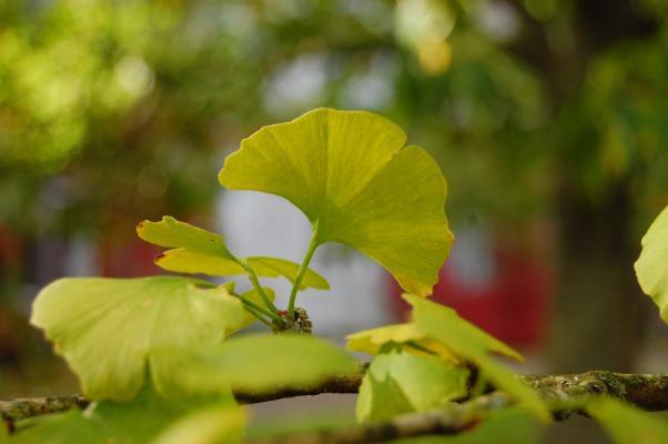 Tree Tour for Community Week