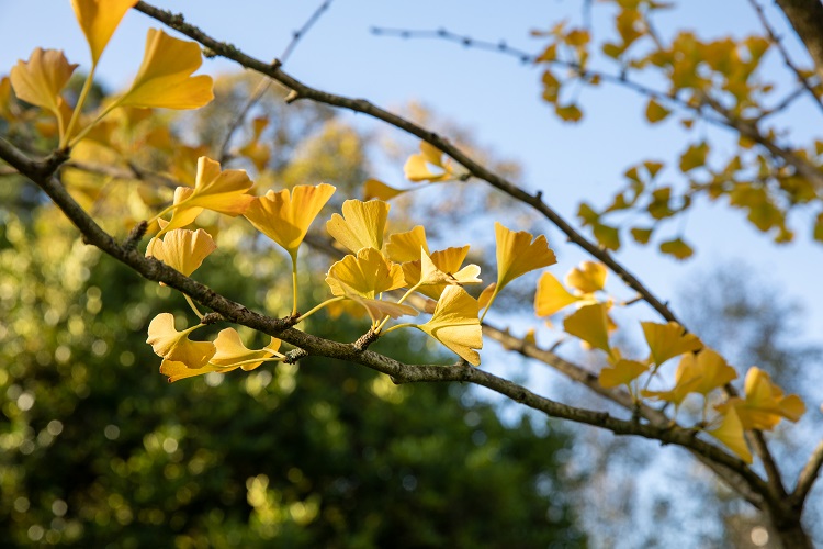 Surviving seeds from Hiroshima to be planted in UCC